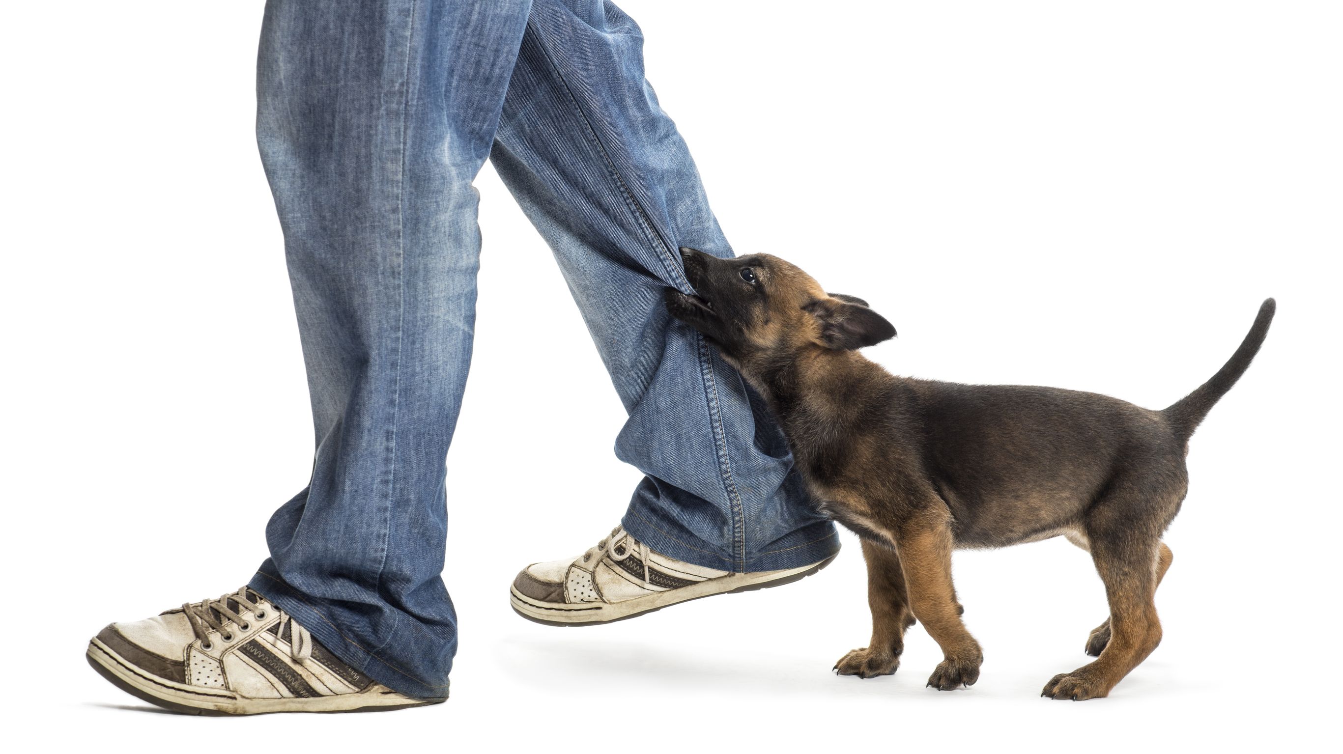 Get Help from a Great Dog Bites Attorney in Twin Falls, ID